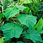 GIANT LEAVES OF PAULOWNIA IMPERIALIS (THE FOXGLOVE TREE) IN MYLES CHALLISS GARDEN  LISTER ROAD  LONDON