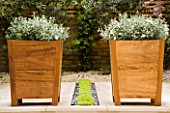 TWO SQUARE WOODEN CONTAINERS PLANTED WITH CONVOLVULUS CNEORUM SIT ON EITHER SIDE OF PLANTED RILL  WITH MIND YOUR OWN BUSINESS-SOLEIROLIA SOLEIROLII.  DESIGNER: CHARLOTTE ROWE