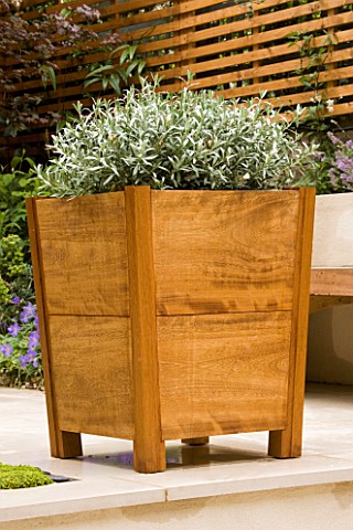 SQUARE_WOODEN_CONTAINER_PLANTED_WITH_CONVOLVULUS_CNEORUM___DESIGNER_CHARLOTTE_ROWE