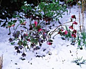 WINTER  WOODCHIPPINGS  NORTHAMPTONSHIRE: HELLEBORES IN SNOW