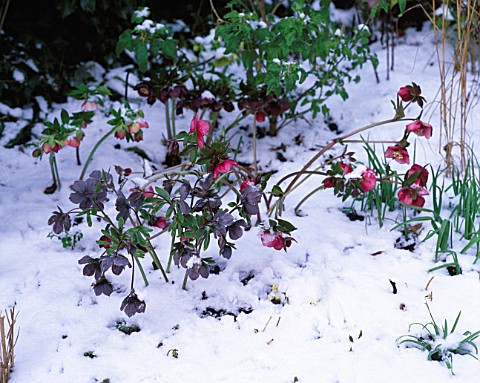 WINTER__WOODCHIPPINGS__NORTHAMPTONSHIRE_HELLEBORES_IN_SNOW