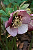 WINTER  WOODCHIPPINGS  NORTHAMPTONSHIRE: CLOSE UP OF HELLEBORE