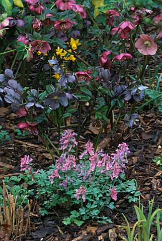 WINTER__WOODCHIPPINGS__NORTHAMPTONSHIRE_HELLEBORES_AND_CORYDALIS