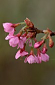 WINTER  WOODCHIPPINGS  NORTHAMPTONSHIRE: PINK FLOWERS OF PRUNUS