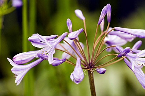 AGAPANTHUS_DR_BROUWER
