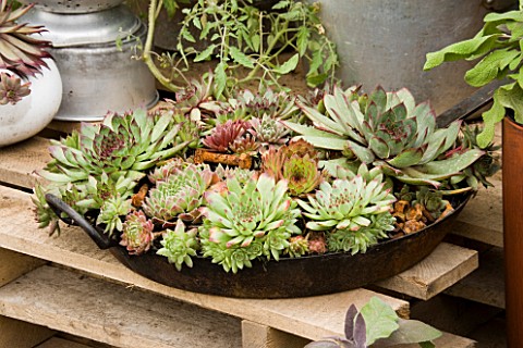 HAMPTON_COURT_2005_RECYCLED_GARDEN_WITH_CONTAINER_MADE_FROM_A_FRYING_PAN_PLANTED_WITH_SEMPERVIVUMS_D