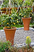 TWO TERRACOTTA CONTAINERS ON GRAVEL PATIO PLANTED WITH CITRUS FRUIT. DESIGNERS: JULIET FROST AND GRAHAM WILKIN