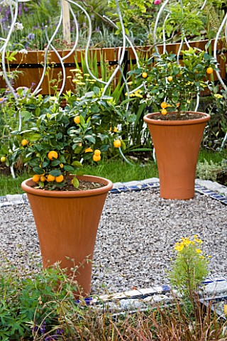 TWO_TERRACOTTA_CONTAINERS_ON_GRAVEL_PATIO_PLANTED_WITH_CITRUS_FRUIT_DESIGNERS_JULIET_FROST_AND_GRAHA