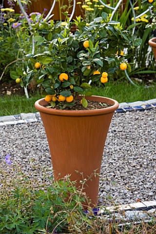 TERRACOTTA_CONTAINER_ON_GRAVEL_PATIO_PLANTED_WITH_CITRUS_FRUIT_DESIGNERS_JULIET_FROST_AND_GRAHAM_WIL