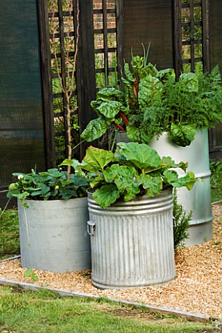 RECYCLED_CONTAINERS_DUSTBIN_PLANTED_WITH_RHUBARB__OIL_DRUM_PLANTED_WITH_RUBY_CHARD__ONIONS_AND_CARRO