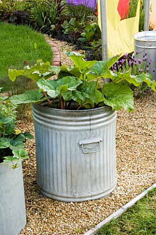 RECYCLED_CONTAINER_DUSTBIN_PLANTED_WITH_RHUBARB_DESIGNERS_CLAIRE_WARNOCK_AND_RACHEL_WATTS