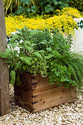 DESIGNER_CLARE_MATTHEWS_OLD_WOODEN_WINE_BOX_HERB_CONTAINER_WITH_CHIVES__PARSLEY__SAGE_AND_OREGANO