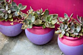 THREE MAUVE AND PINK CONTAINERS WITH SUCCULENTS ON PATIO IN FRONT OF A BRIGHT PINK WALL