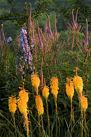 KNIPHOFIAS__ACONITUM__AND_VERONICASTRUMS_AT_PETTIFERS__OXFORDSHIRE