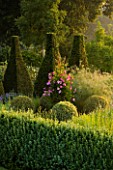 PETTIFERS  OXFORDSHIRE: THE PARTERRE IN THE EARLY MORNING WITH YEW TOPIARY  BOX BALLS AND CLEMATIS ALIONUSHKA