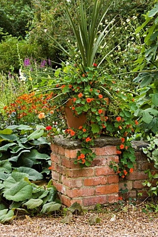 HALL_FARM__HARPSWELL__LINCOLNSHIRE_TERRACOTTA_CONTAINER_ON_BRICK_WALL_PLANTED_WITH_NASTURTIUMS_AND_C