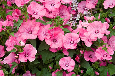 HALL_FARM__LINCOLNSHIRE_LAVATERA_SILVER_CUP_FLOWER__PINK