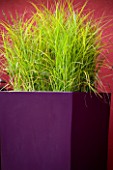 TALL PURPLE CONTAINER BY LANDSCAPE AGAINST A RED WALL PLANTED WITH CAREX MUSKINGUMENSIS