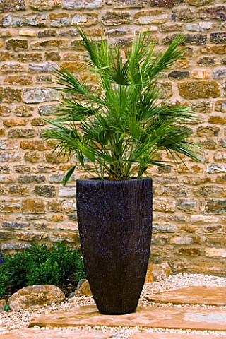 TALL_CONTAINER_PLANTED_WITH_DWARF_FAN_PALM__CHAMAEROPS_HUMILIS_STANDS_ON_SLAB_WITH_GRAVEL_CONTAINER_