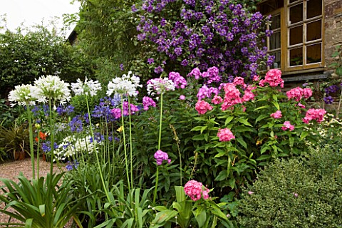 PINE_COTTAGE_PLANTS__DEVON_AGAPANTHUS__PHLOX_AND_CLEMATIS_BY_THE_BACK_DOOR