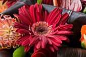 FLOWERBOX  PINKY/RED GERBERA WITH ORANGE ROSES EXCLUSIVE