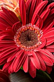 CLOSE UP OF RED FLOWER: FLOWERBOX