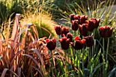 PETTIFERS GARDEN  OXFORDSHIRE: PLANT COMBINATION/ASSOCIATION: PHORMIUM AND TULIP ABU HASSAN. SPRING  BULB  FLOWERS  DARK RED