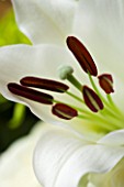 CLOSE UP OF WHITE LILY FLOWER