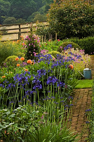 PETTIFERS__OXFORDSHIRE_THE_PARTERRE_WITH_CLIPPED_BOX__DAHLIAS__AGAPANTHUS_HEADBOURNE_HYBRIDS_AND_CLE