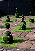 RIDLERS GARDEN  SWANSEA  WALES: COURTYARD WITH YEW TOPIARY SHAPES  RAISED BED WITH SLEEPERS PLANTED WITH HOSTAS : DESIGNER: TONY RIDLER
