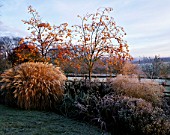 PETTIFERS GARDEN  OXFORDSHIRE: WINTER FROST BORDER WITH SORBUS JOSEPH ROCK  ASTER VIOLET QUEEN  MISCANTHUS YAKUSHIMA DWARF   HELENIUM SAHINS EARLY FLOWERER