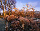 PETTIFERS GARDEN  OXFORDSHIRE: WINTER FROST BORDER WITH SORBUS JOSEPH ROCK  ASTER VIOLET QUEEN  MISCANTHUS YAKUSHIMA DWARF   HELENIUM SAHINS EARLY FLOWERER