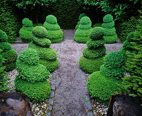 RIDLERS_GARDEN__SWANSEA__WALES_YEW_HEDGES_AND_BOX_SPIRALS_BESIDE_A_GRAVEL_PATH__DESIGNER_TONY_RIDLER