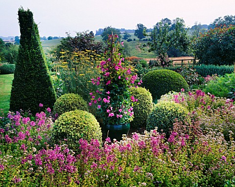 PETTIFERS__OXFORDSHIRE_GREEN_GLAZED_CONTAINER_IN_THE_PARTERRE_PLANTED_WITH_CLEMATIS_ALIONUSHKA