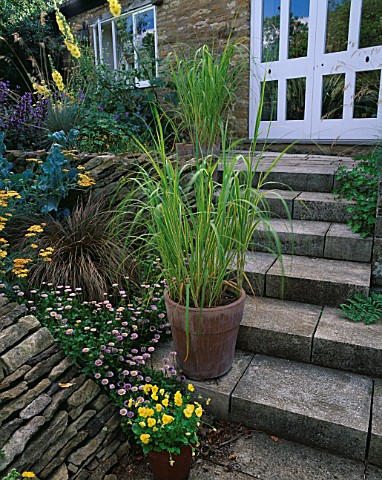 WINGWELL_NURSERY__RUTLAND_STEPS_BESIDE_THE_HOUSE_WITH_TERRACOTTA_CONTAINERS_PLANTED_WITH_PENNISETUMS