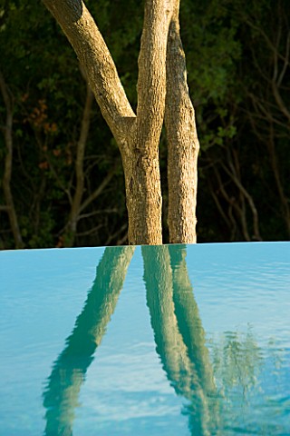 AN_OLIVE_TREE_REFLECTED_IN_THE_INFINITY_SWIMMING_POOL_GINA_PRICES_GARDEN__CORFU