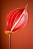 RED ARUM LILY