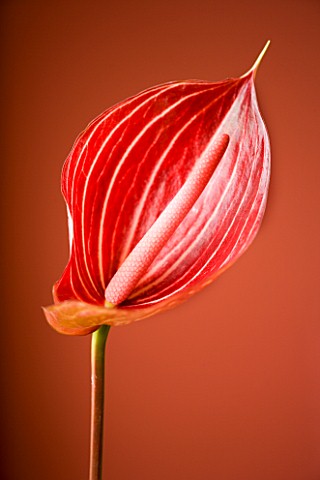 RED_ARUM_LILY