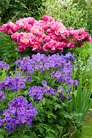 BIRTSMORTON_COURT__WORCESTERSHIRE_BORDER_IN_THE_WALLLED_GARDEN_WITH_GERANIUM_JOHNSONS_BLUE_AND_PEONY