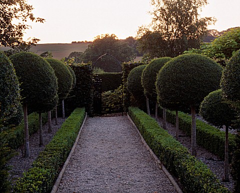 VIEW_ALONG_GRAVEL_PATH_FLANKED_BY_BOX_HEDGES_AND_LOLLIPOP_TOPIARY_AT_LADY_FARM__SOMERSET