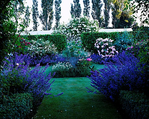 HALL_FARM__LINCOLNSHIRE_THE_ROSE_GARDEN_WITH_NEPETA_SIX_HILLS_GIANT