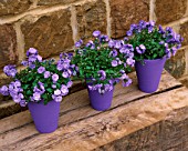 ROW OF THREE PURPLE TERRACOTTA CONTAINERS ON WOODEN BENCH PLANTED WITH CAMPANULA BALI