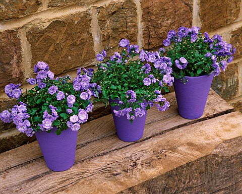 ROW_OF_THREE_PURPLE_TERRACOTTA_CONTAINERS_ON_WOODEN_BENCH_PLANTED_WITH_CAMPANULA_BALI
