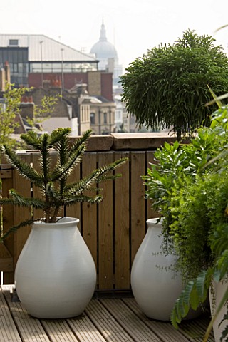URBAN_ROOFCONTAINERS_BY_URBIS_PLANTED_BY_FERESCA_LIMITED___ASPARAGUS_DENSIFLORUS__CRYPTOMERIA_GLOBOS