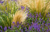 RICKYARD BARN GARDEN  NORTHAMPTONSHIRE: WIND BLOWN PLANTS IN BORDER: STIPA TENUISSIMA AND SALVIA NEMEROSA WESUWE