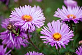 ASTER NOVAE ANGLIAE MRS ST WRIGHT. FLOWER  CLOSE UP  PINK  SEPTEMBER