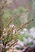 MOLINIA KARL FOERSTER. MARCHANTS HARDY PLANTS  SUSSEX