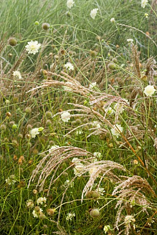 SCABIOSA_COLUMBARIA_VAR_OCHROLEUCA_AND_MISCANTHUS_KLEINE_FONTANE_MARCHANTS_HARDY_PLANTS__SUSSEX