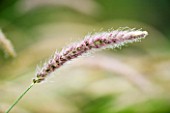 PENNISETUM FLOWER. MARCHANTS HARDY PLANTS  SUSSEX