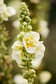 VERBASCUM SP (UNNAMED). MARCHANTS HARDY PLANTS  SUSSEX